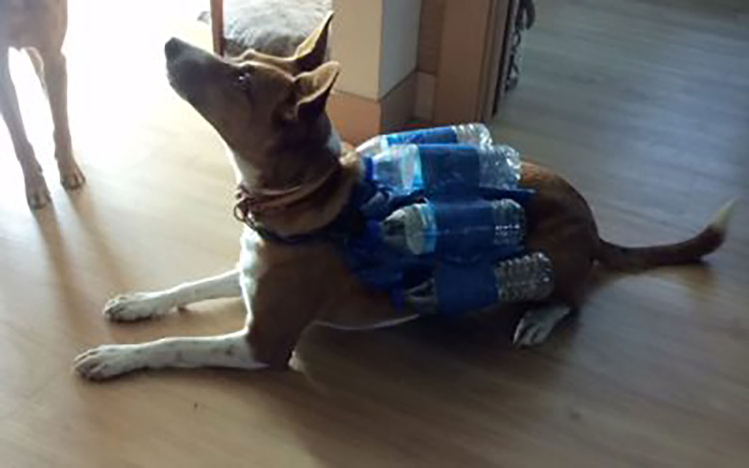 Life jacket for dogs